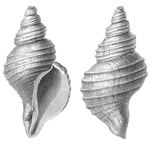 Neptunea despecta